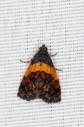 Orange-banded Tripudia Moth