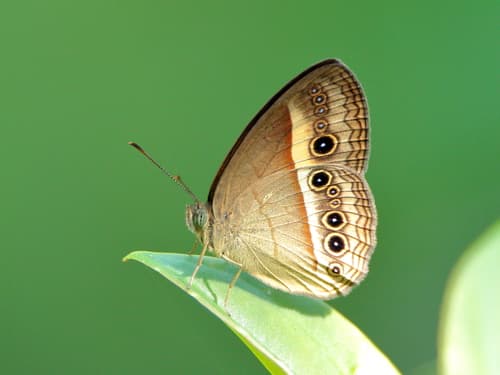 Orange Bushbrown