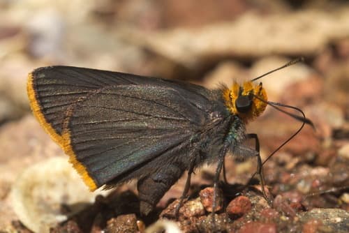 Orange-edged Roadside-Skipper