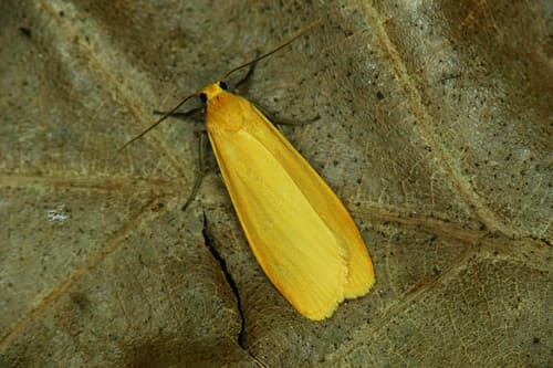 Orange Footman