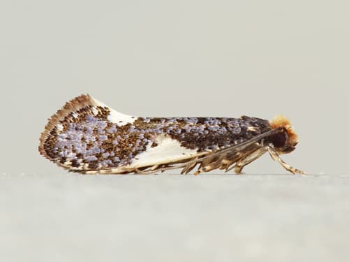 Orange-headed monopis