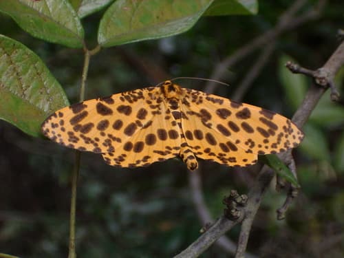 Orange Magpie Moth