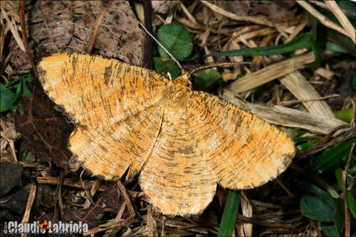 Orange Moth