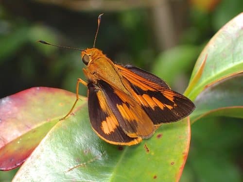 Orange Palm Dart