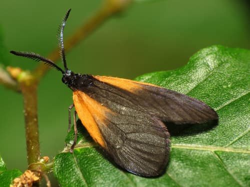 Orange-patched Smoky Moth