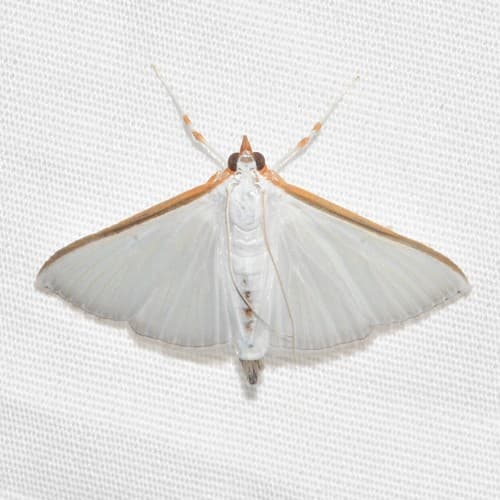 Orange-shouldered Sherbet Moth