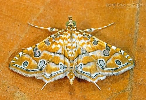 Orange Silver-spot Moth