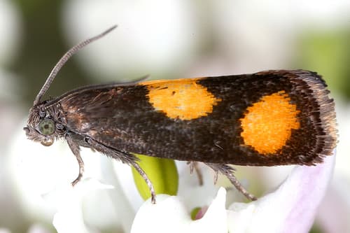 Orange-spot Piercer