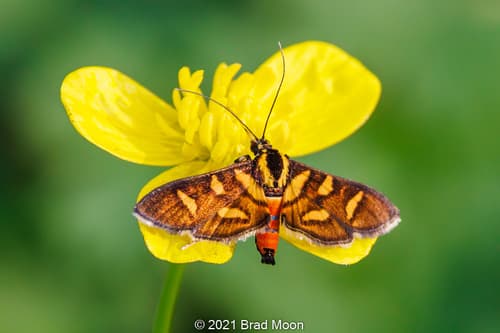 Orange-spotted Flower Moth