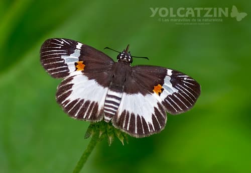Orange-spotted Skipper