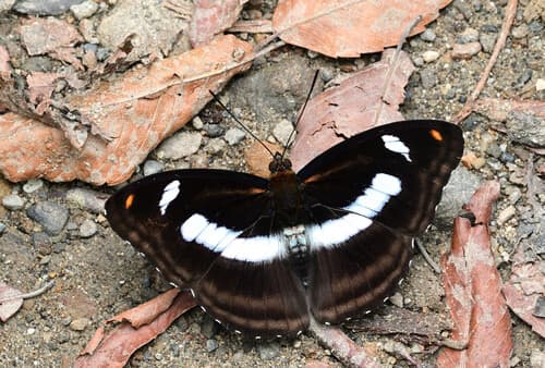 Orange Staff Sergeant Butterfly