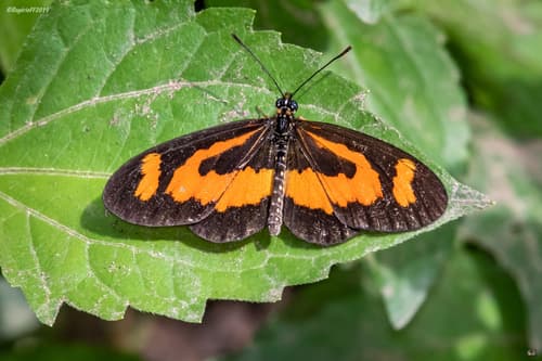 Orange-streak Acraea