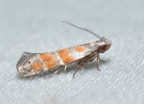 Orange Stripe-backed Moth