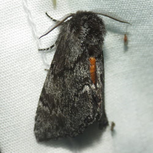 Orange-tailed Prominent