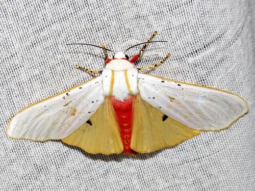 Orange Tricolour Tiger Moth