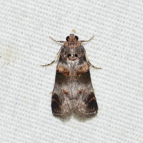 Orange-tufted Oneida Moth