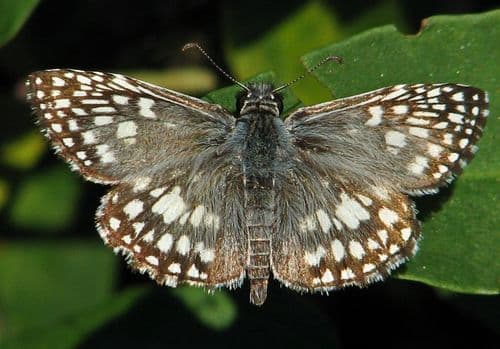 Orcus Checkered-Skipper