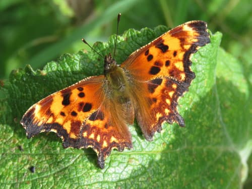 Oreas Comma