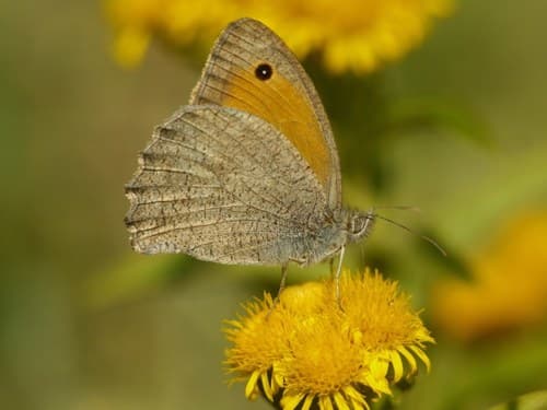 Oriental Meadow Brown
