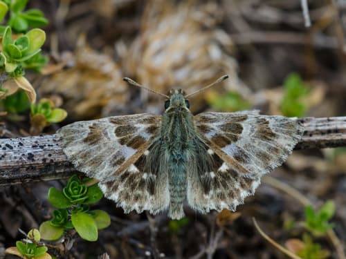 Oriental Skipper