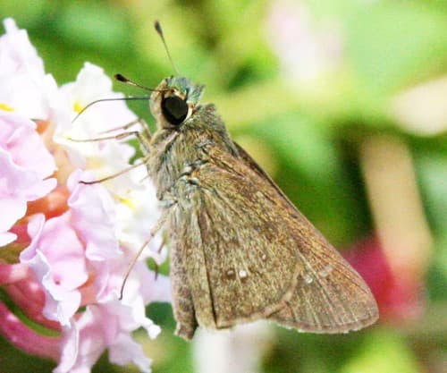 Oriental Straight Swift