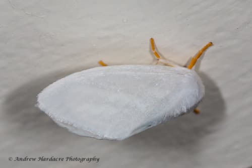 Oriental three striped satin moth