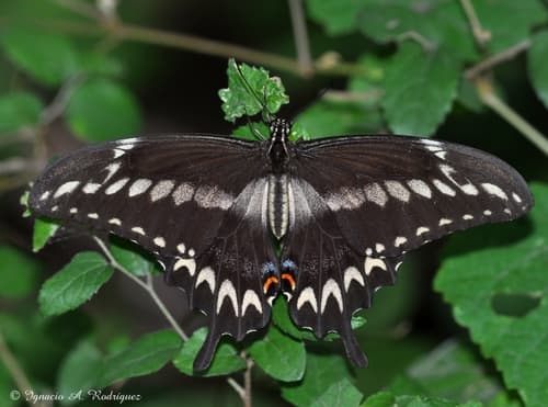 Ornythion Swallowtail
