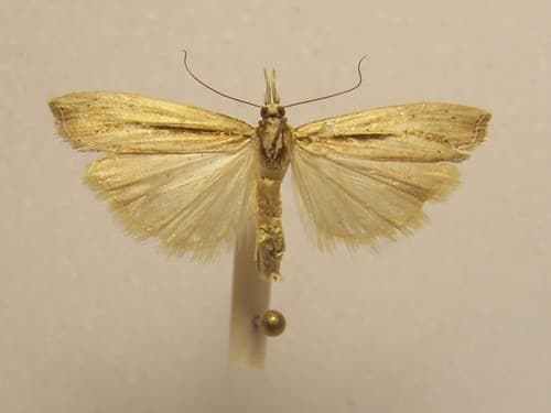 Orocrambus ramosellus