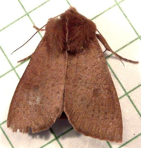 Orthosia transparens