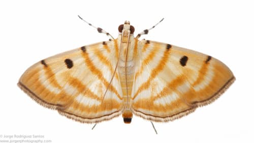 Orthospila tigrina