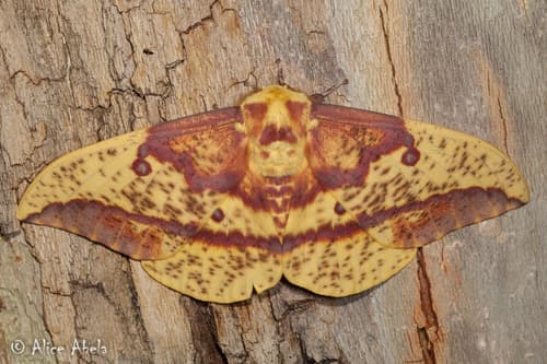Oslar's Imperial Moth
