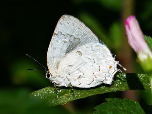 Sophocles Hairstreak