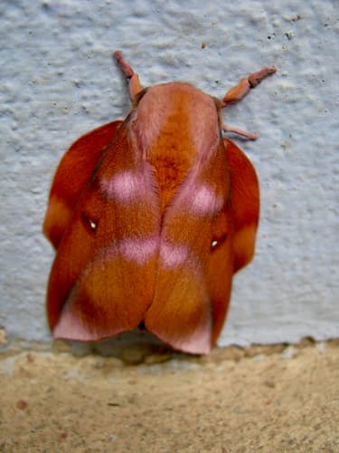 No widely accepted common name