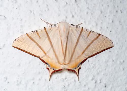 Claretta Swallowtail Moth