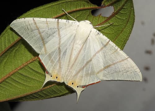 Swallow-tailed Moth
