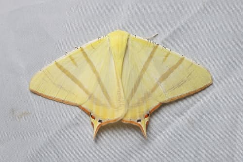 Sciticaudaria Moth