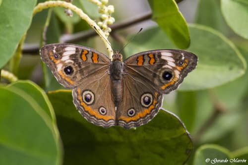 Pacific Mangrove Buckeye