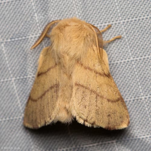 Pacific Tent Caterpillar