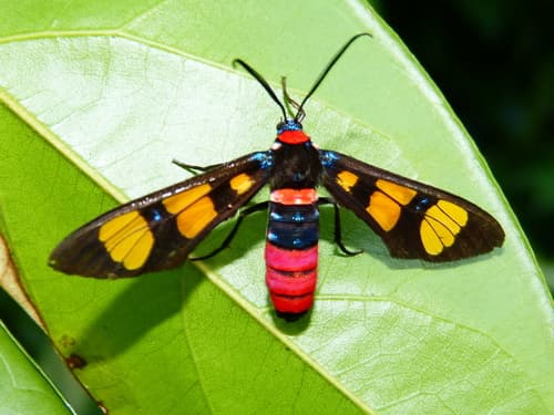 Painted Handmaiden Moth