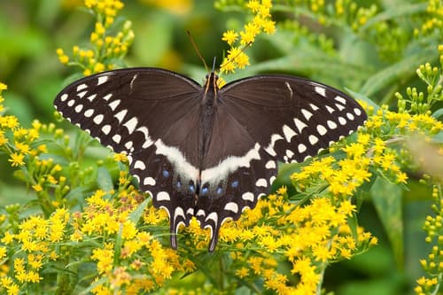 Palamedes Swallowtail