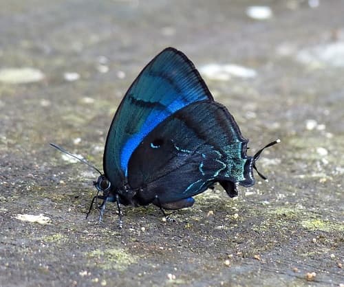 Pale-clubbed Hairstreak
