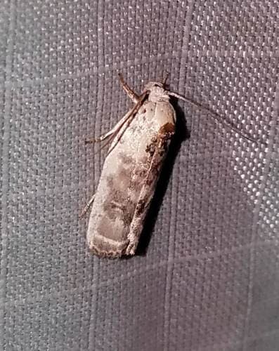 Pale Gray Bird-dropping Moth