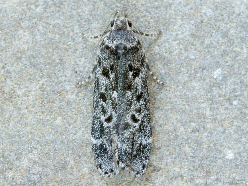 Pale-headed Aspen Leafroller Moth
