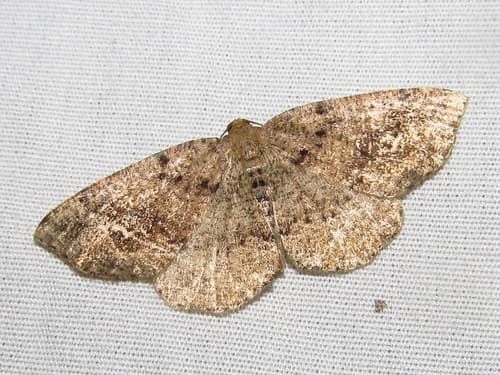 Pale Homochlodes Moth