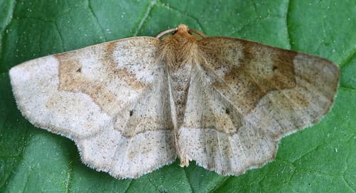 Pale Metarranthis Moth