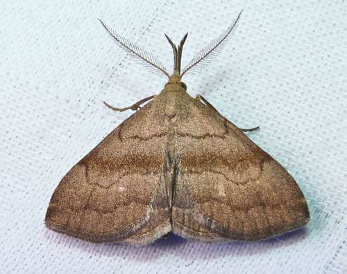 Pale Phalaenostola Moth