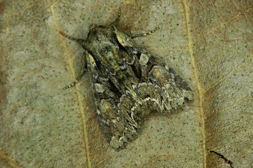Pale-shouldered Brocade