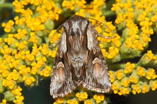 Pale-shouldered Cloud