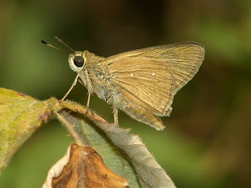 Pale Small-branded Swift