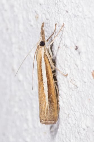 Pale-streak Grass-veneer